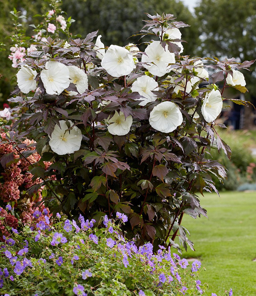 BALDUR Garten Staude Hibiskus 'Carousel Ghost®', 1 St., Blütenpracht, winterhart, mehrjährig, pflegeleicht
