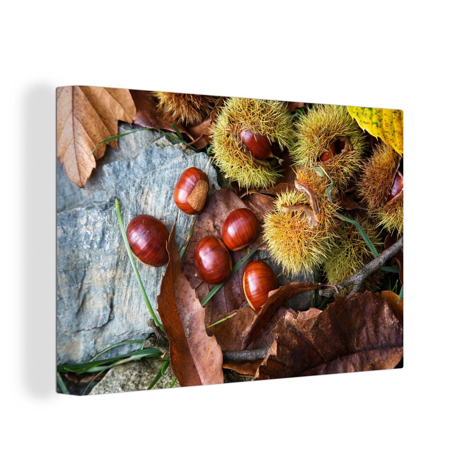 OneMillionCanvasses® Leinwandbild Esskastanien auf dem Herbstboden, (1 St), Wandbild Leinwandbilder, Aufhängefertig, Wanddeko, 30x20 cm