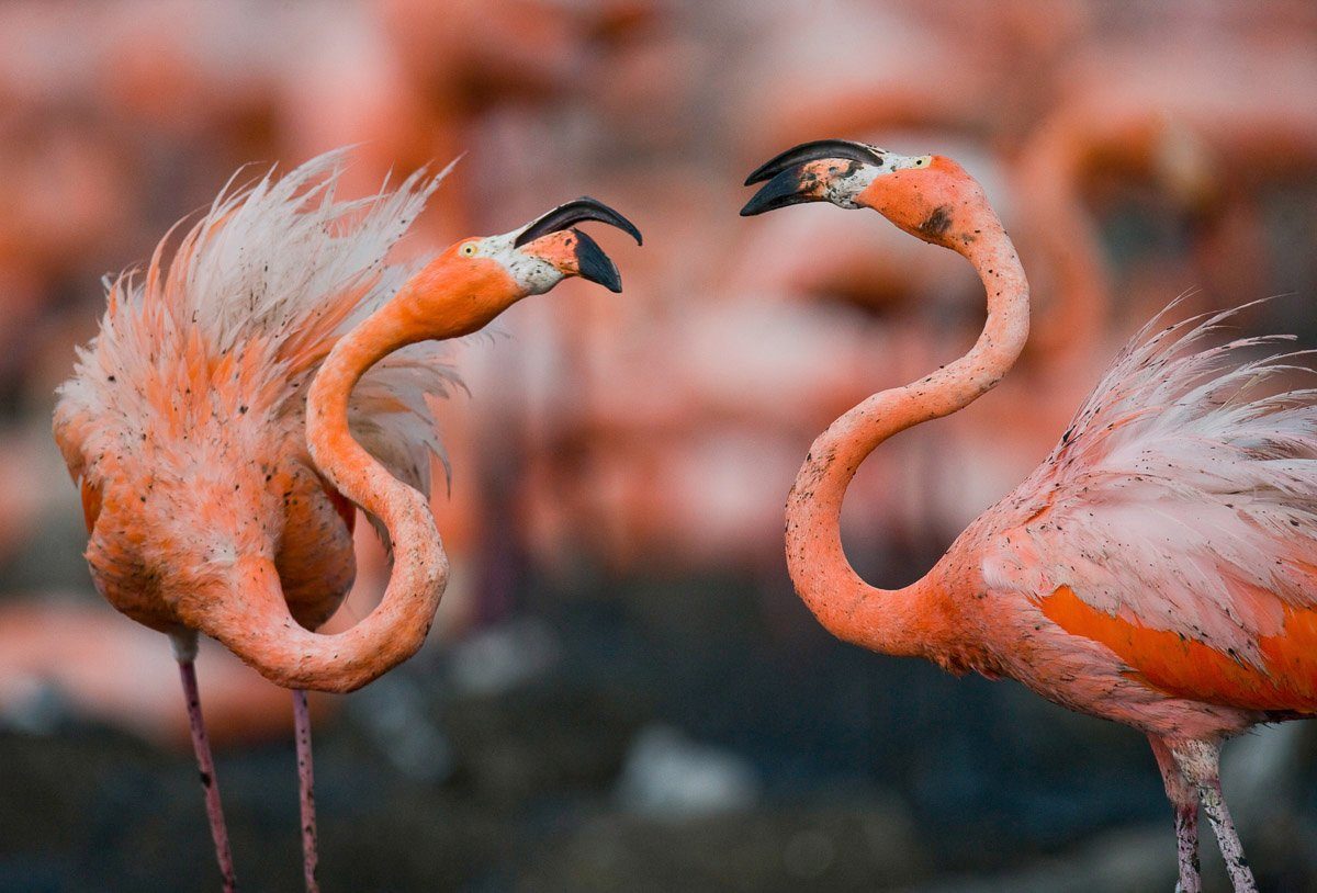 Papermoon Fototapete Karibische Flamingos