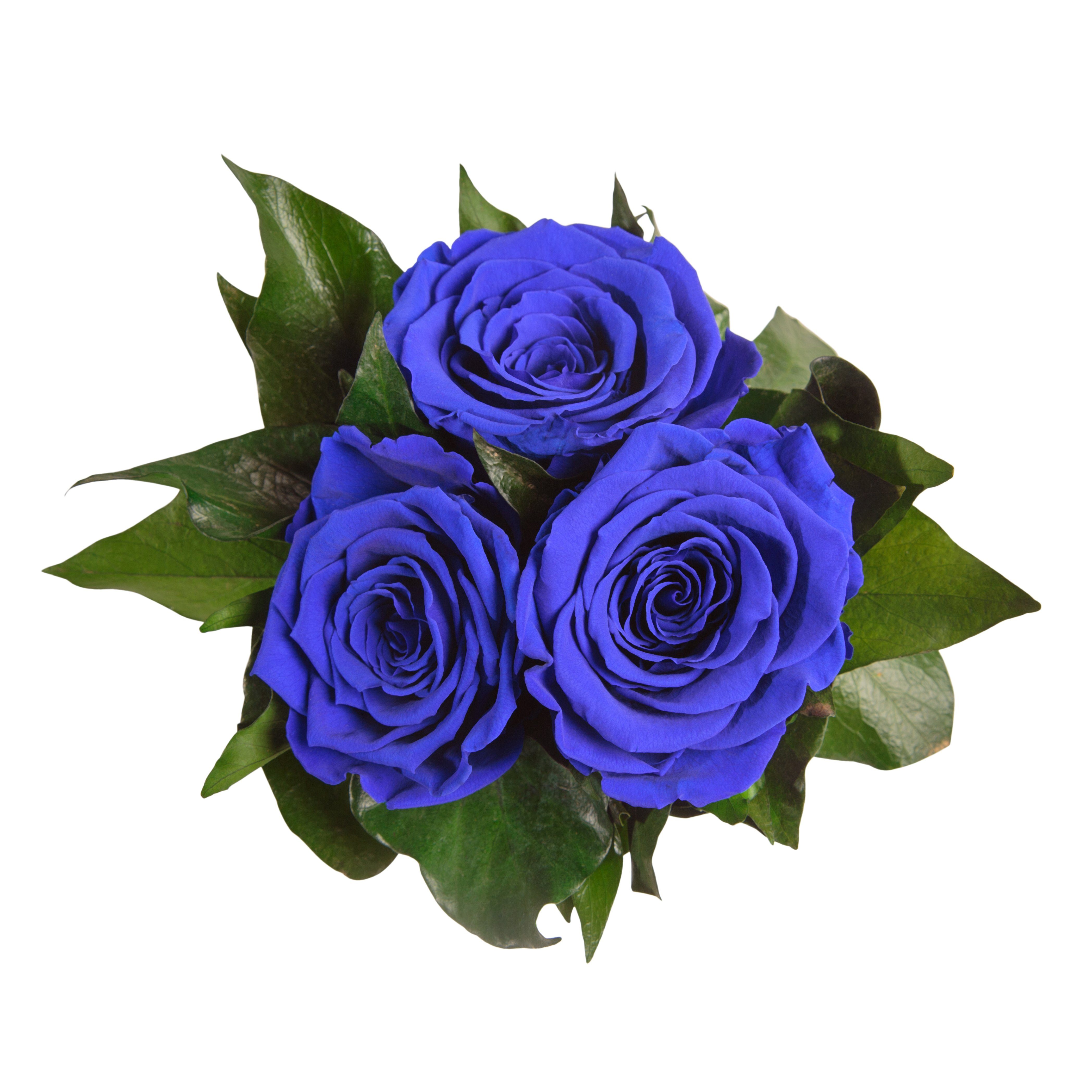 Rosenbox Höhe ROSEMARIE Kunstblume Sie Rose, cm, Geschenk weiß 10 konserviert Rosen Infinity SCHULZ Rosen für rund Blau 3 Heidelberg, echte