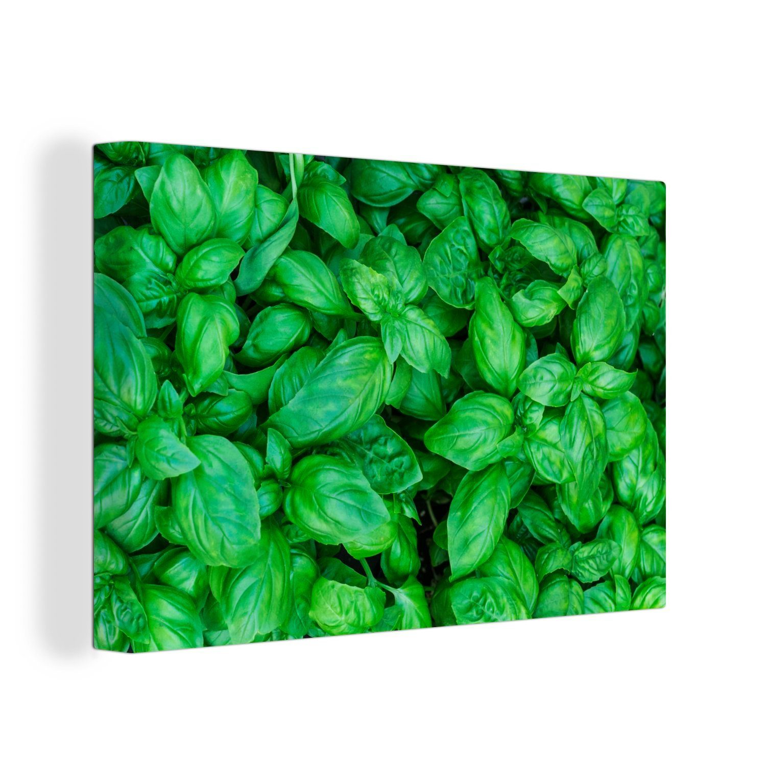 OneMillionCanvasses® Leinwandbild Nahaufnahme von Basilikumpflanzen, (1 St), Wandbild Leinwandbilder, Aufhängefertig, Wanddeko, 30x20 cm