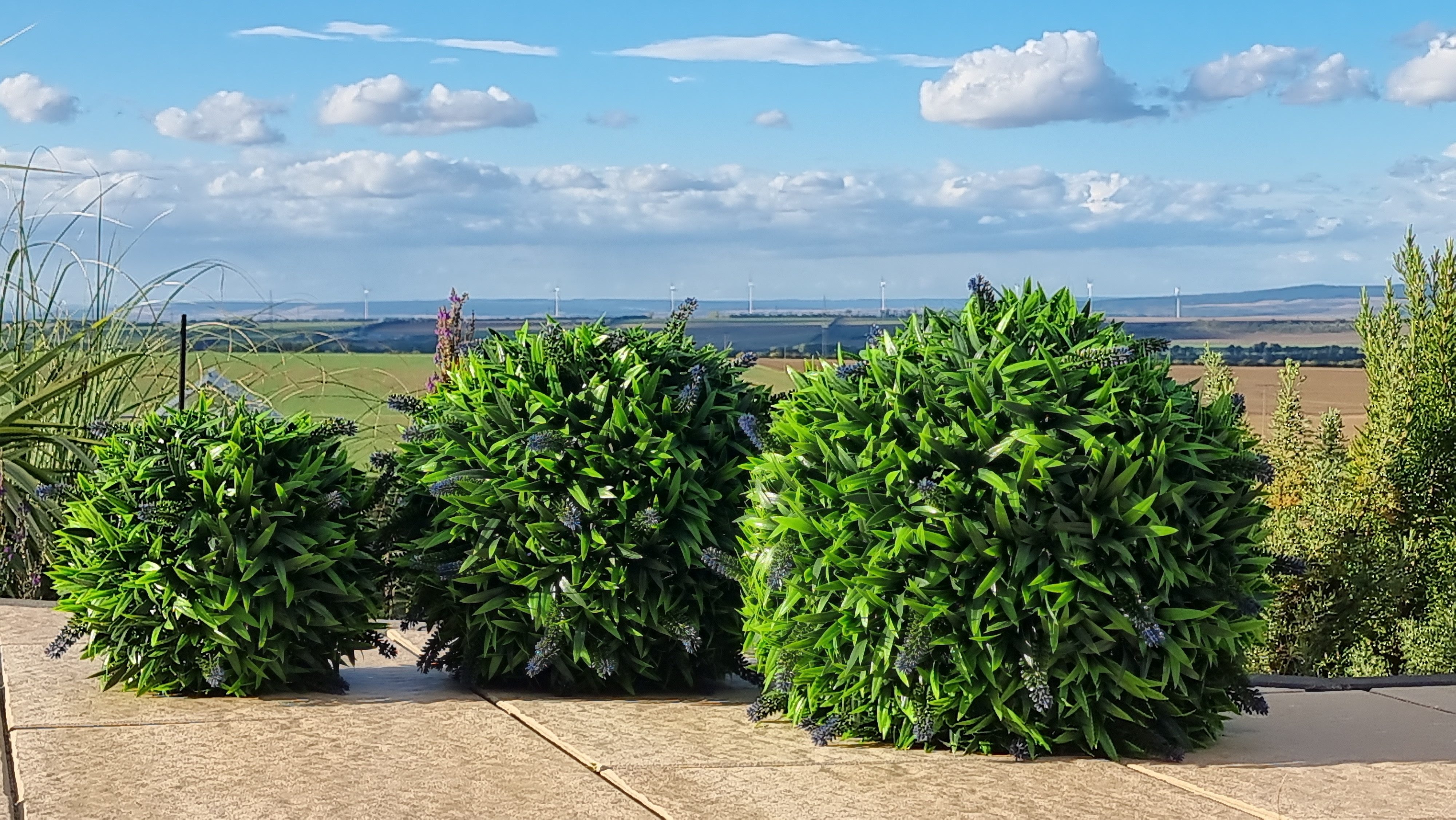 Kunstpflanze dekorative Lavendel Kugel mit Blüten, immergrün, 3 Größen verfügbar, HR Direktverkauf GmbH