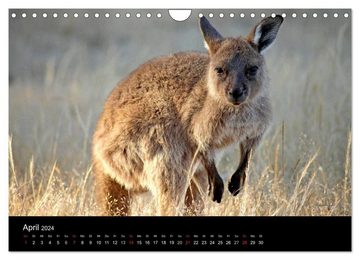 CALVENDO Wandkalender Australien (Wandkalender 2024 DIN A4 quer), CALVENDO Monatskalender