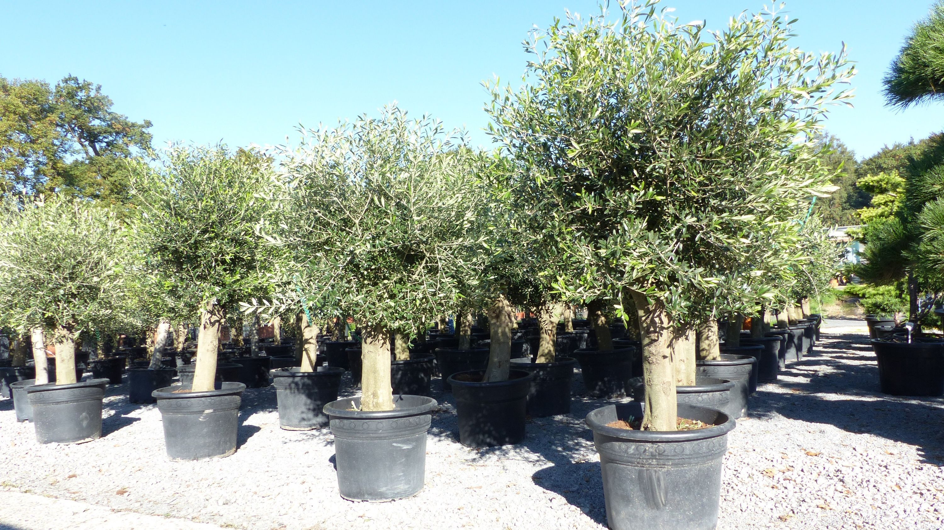 gruenwaren jakubik Olivenbaum winterharter XXL Olivenbaum Premium 50 Jahre, extra dicke Stämme
