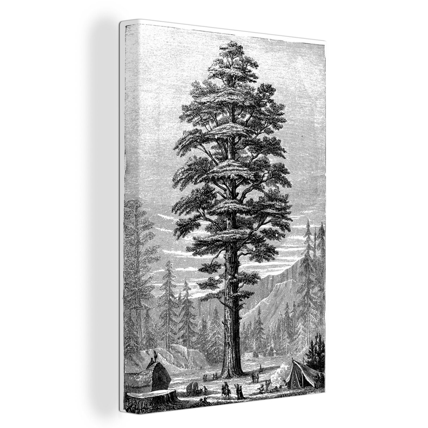 OneMillionCanvasses® Leinwandbild Eine antike Illustration der riesigen Redwood-Bäume aus Kalifornien, (1 St), Leinwandbild fertig bespannt inkl. Zackenaufhänger, Gemälde, 20x30 cm | Leinwandbilder