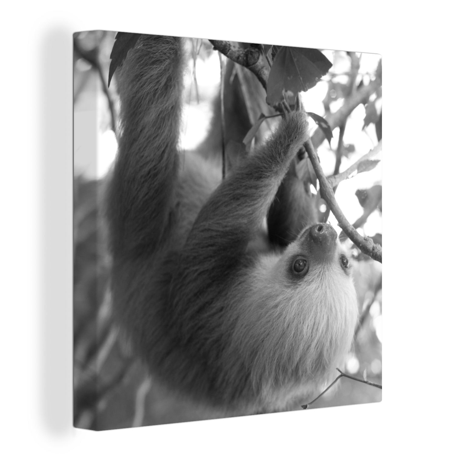 OneMillionCanvasses® Leinwandbild Babyfaultier im Regenwald von Costa Rica in schwarz-weiß, (1 St), Leinwand Bilder für Wohnzimmer Schlafzimmer