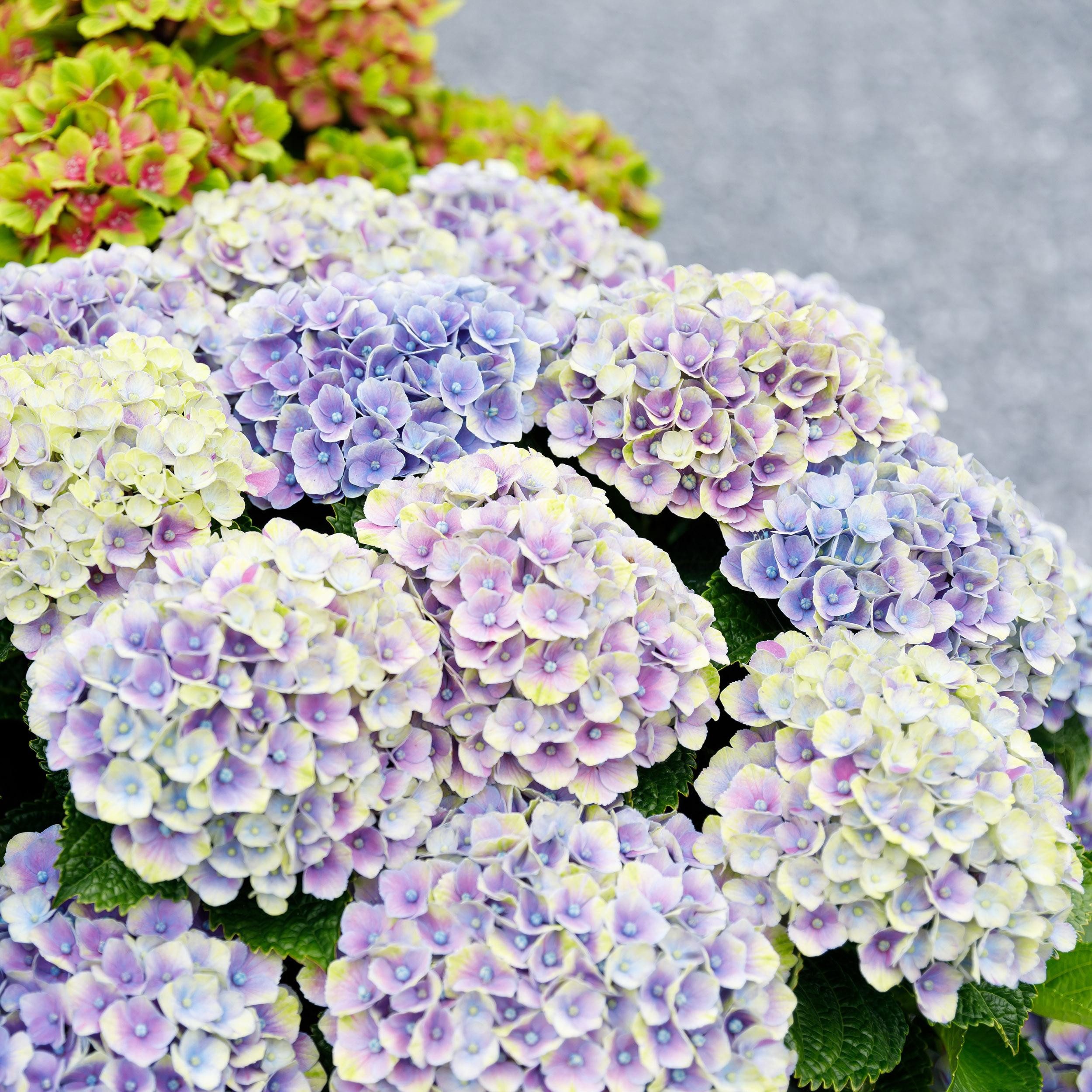 Exotenherz Beetpflanze Exotenherz - Hortensia - Hydrangea Magical Jewel Blue 23cm Topf