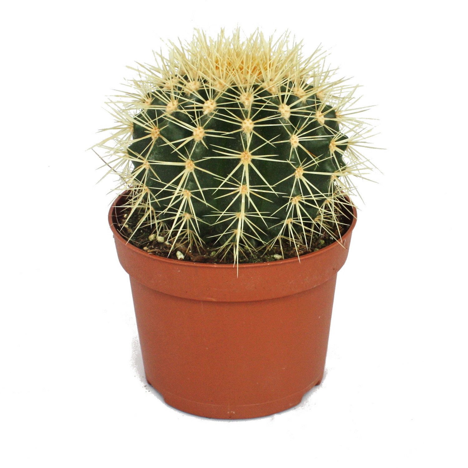 Exotenherz Kaktus Echinocactus grusonii - Schwiegermutterstuhl - im 12cm Topf