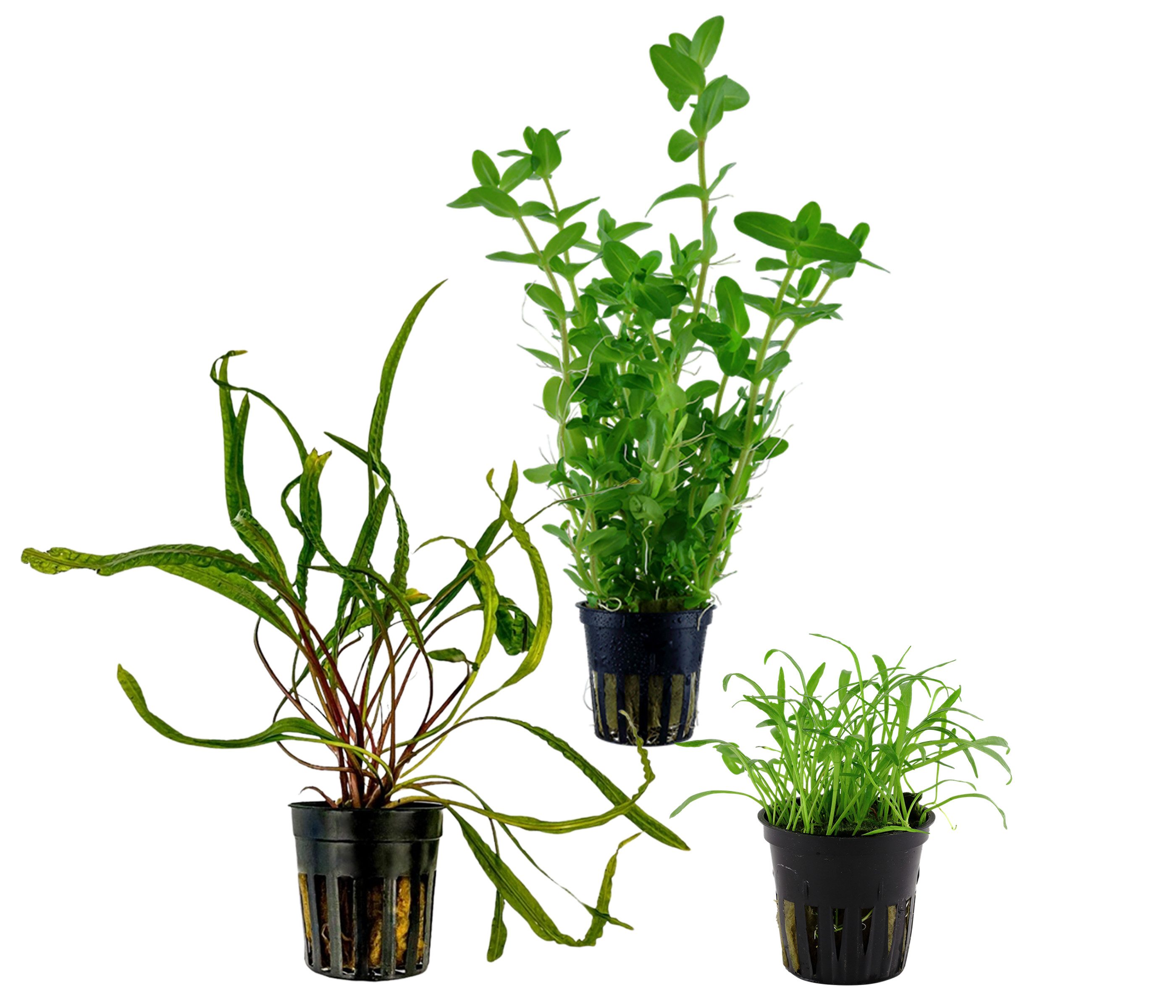 Dehner Wasserpflanze Aquarienpflanzen Set, 3-teilig, Einsteiger 236, je ca. 3-15 cm, robuste Wasserpflanzen für Süßwasser Aquarien