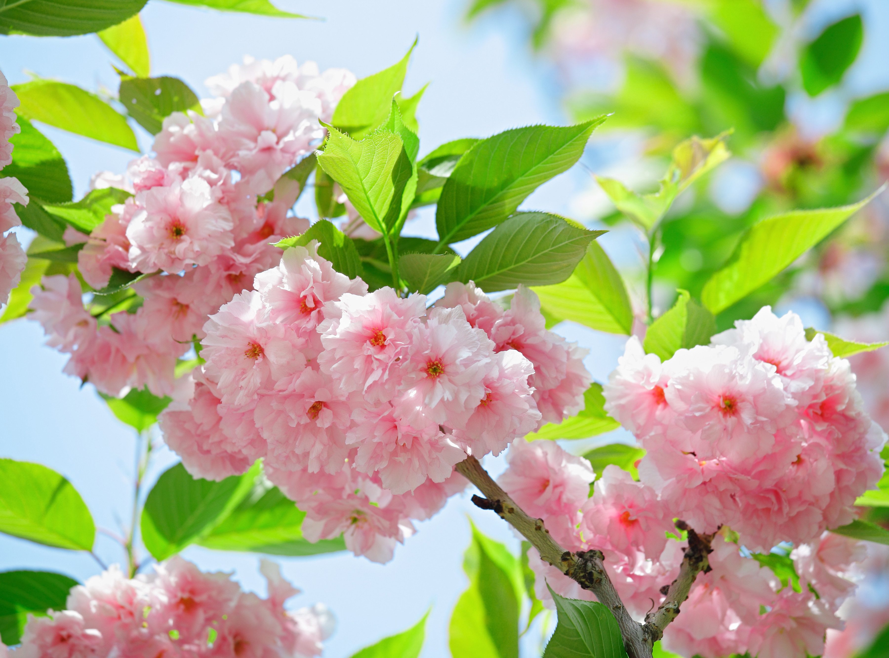 Fototapete Sakury Cherry Blossom