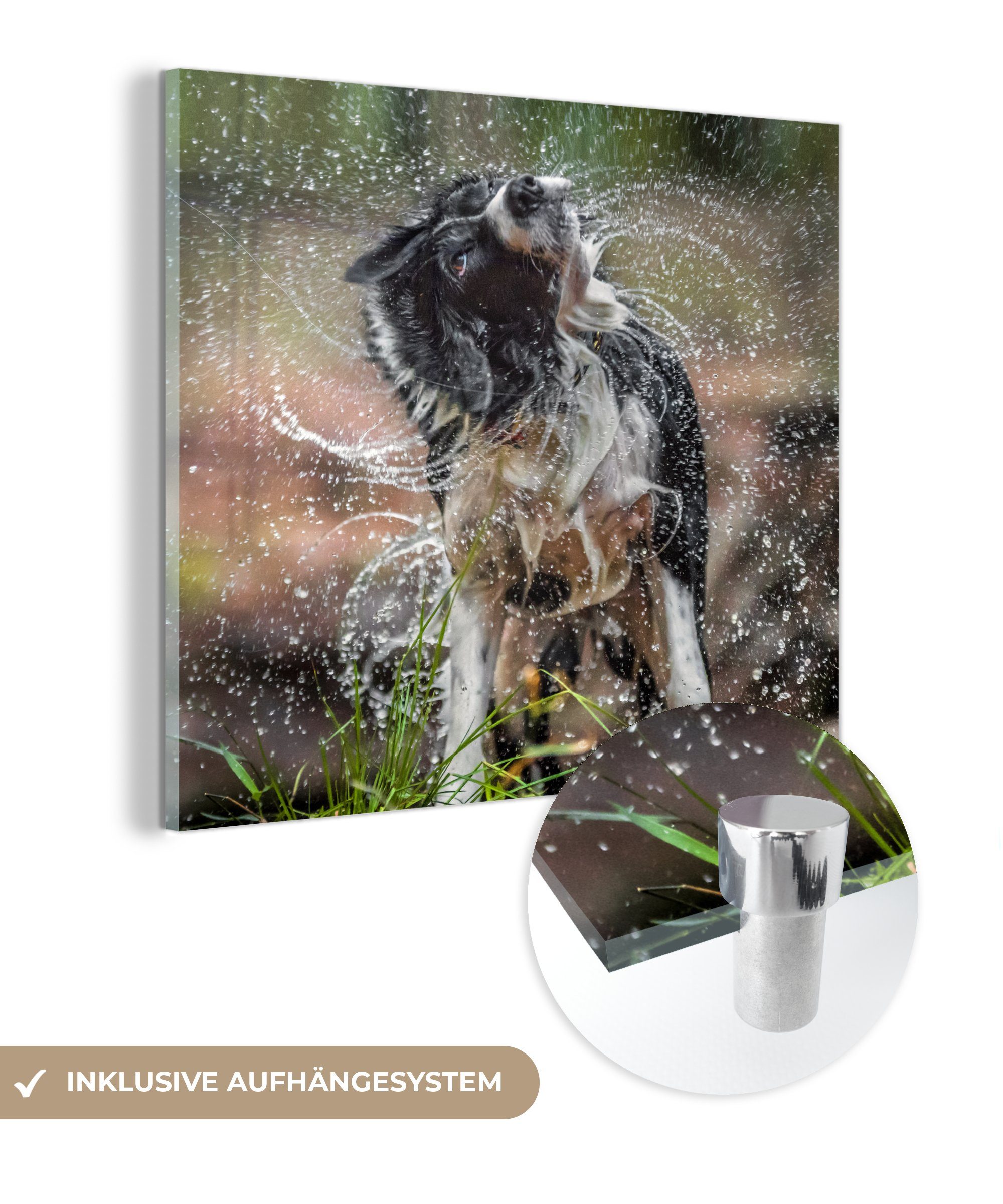 MuchoWow Acrylglasbild Border Collie schüttelt Wasser ab, (1 St), Glasbilder - Bilder auf Glas Wandbild - Foto auf Glas - Wanddekoration