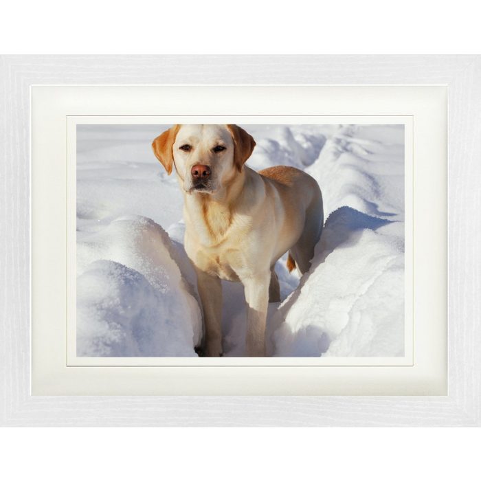 1art1 Bild mit Rahmen Hunde - Labrador Im Schnee
