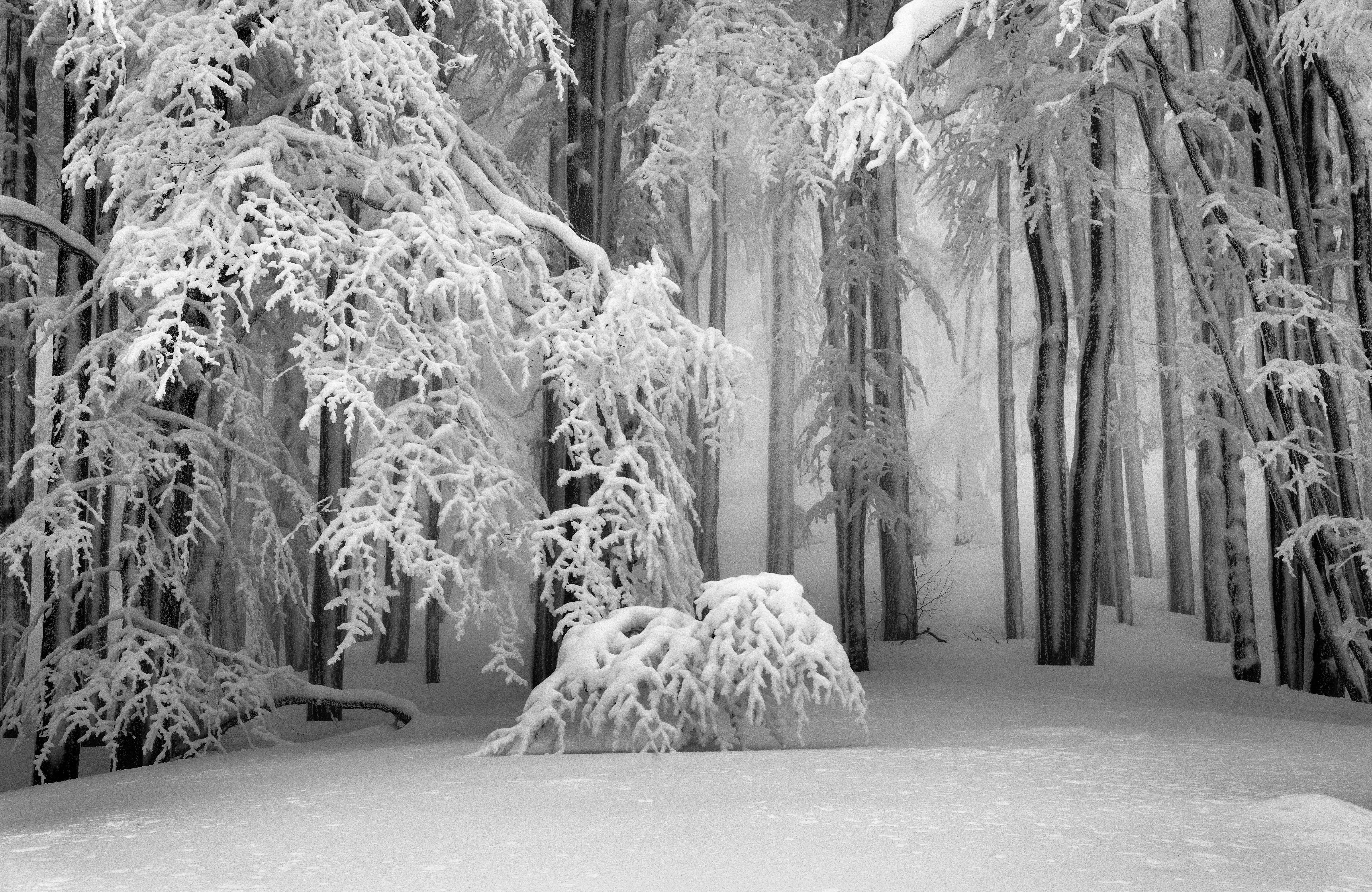 Papermoon Fototapete VLIES-Tapete Premium Wald Schnee Winter Bäume Tanne Holz Natur, Kleister KOSTENLOS, reduziert, 3D-Effekt, restlos trocken abziehbar, (komplett Set inkl. Обоиkleister, 8309), Wandtapete Bild Dekoration Wand-Dekor Motiv Tapete Poster