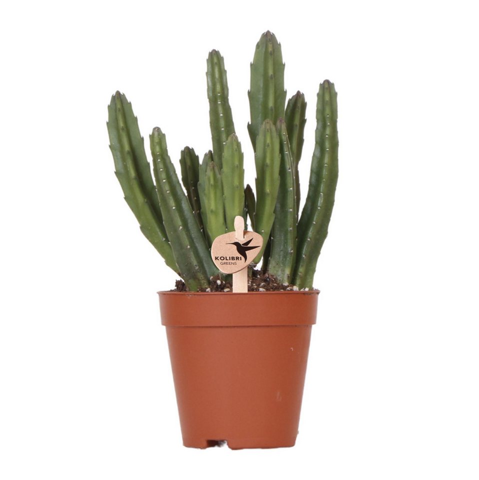 Exotenherz Kaktus Kolibri Greens, Grünpflanze - Stapelia - Ø9cm