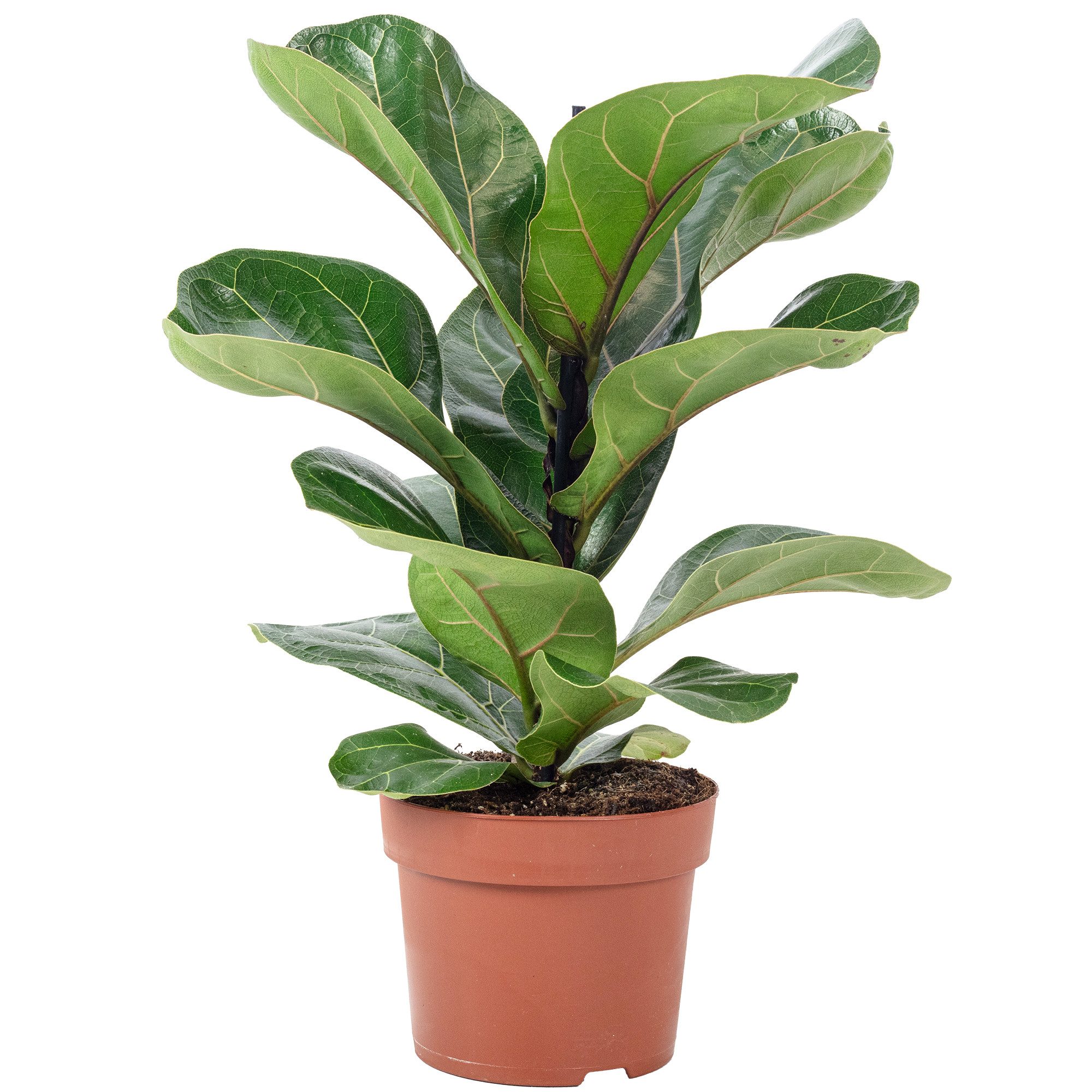 Flowerbox Zimmerpflanze Geigenfeige - Ficus Lyrata Bambino, pflegeleicht - günstig online kaufen