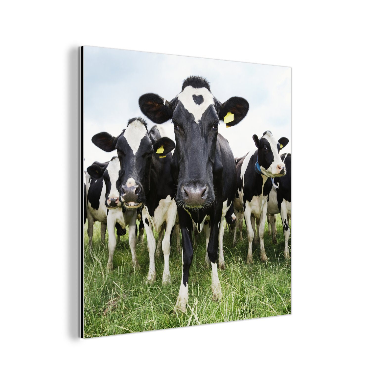 deko - Gras - Alu-Dibond-Druck, Wiese Metall, Metallbild Tiere Kühe (1 MuchoWow St), - Gemälde - Aluminium Bauernhof, aus - Frühling