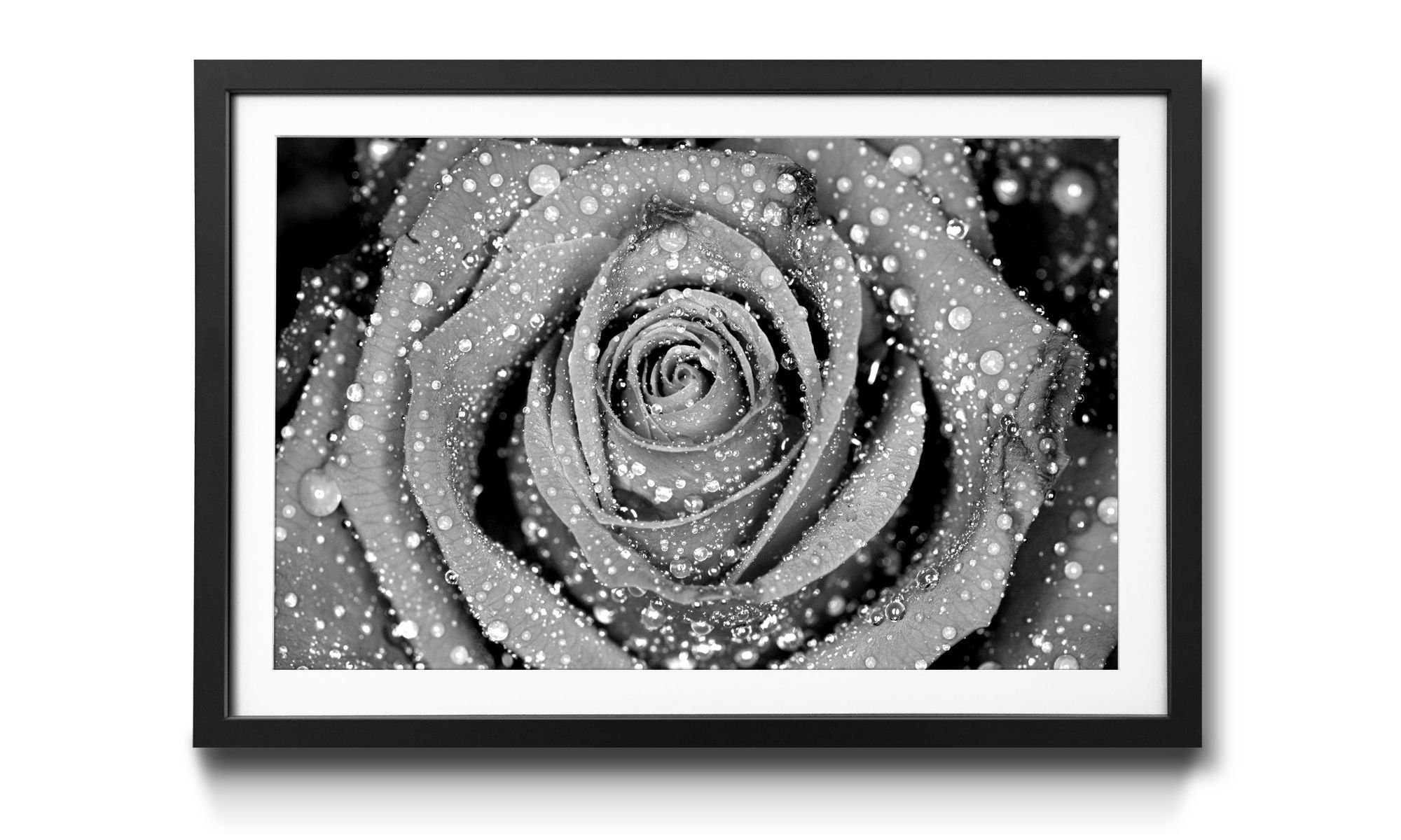 Wandbild, erhältlich in Größen Kunstdruck Morning 4 WandbilderXXL Blumen, Rose,