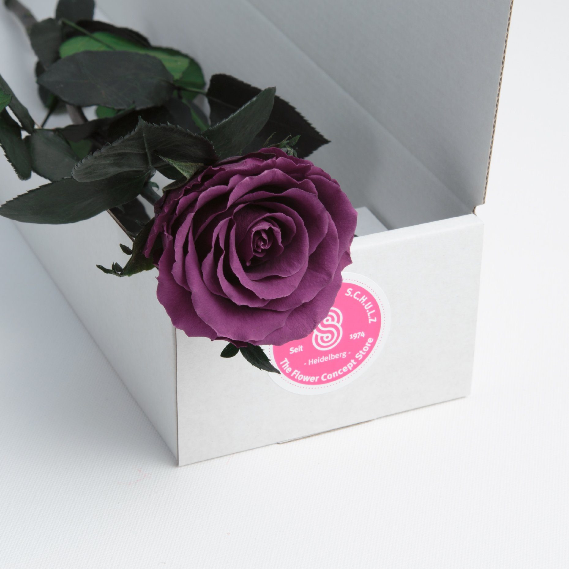Kunstblume Ewige Rose konserviert mit Stiel echte haltbare Blume Rose, ROSEMARIE SCHULZ Heidelberg, Höhe 50 cm, Infinity Rose, Geschenk für Frauen, Valentinstag – Bild 5 von 5