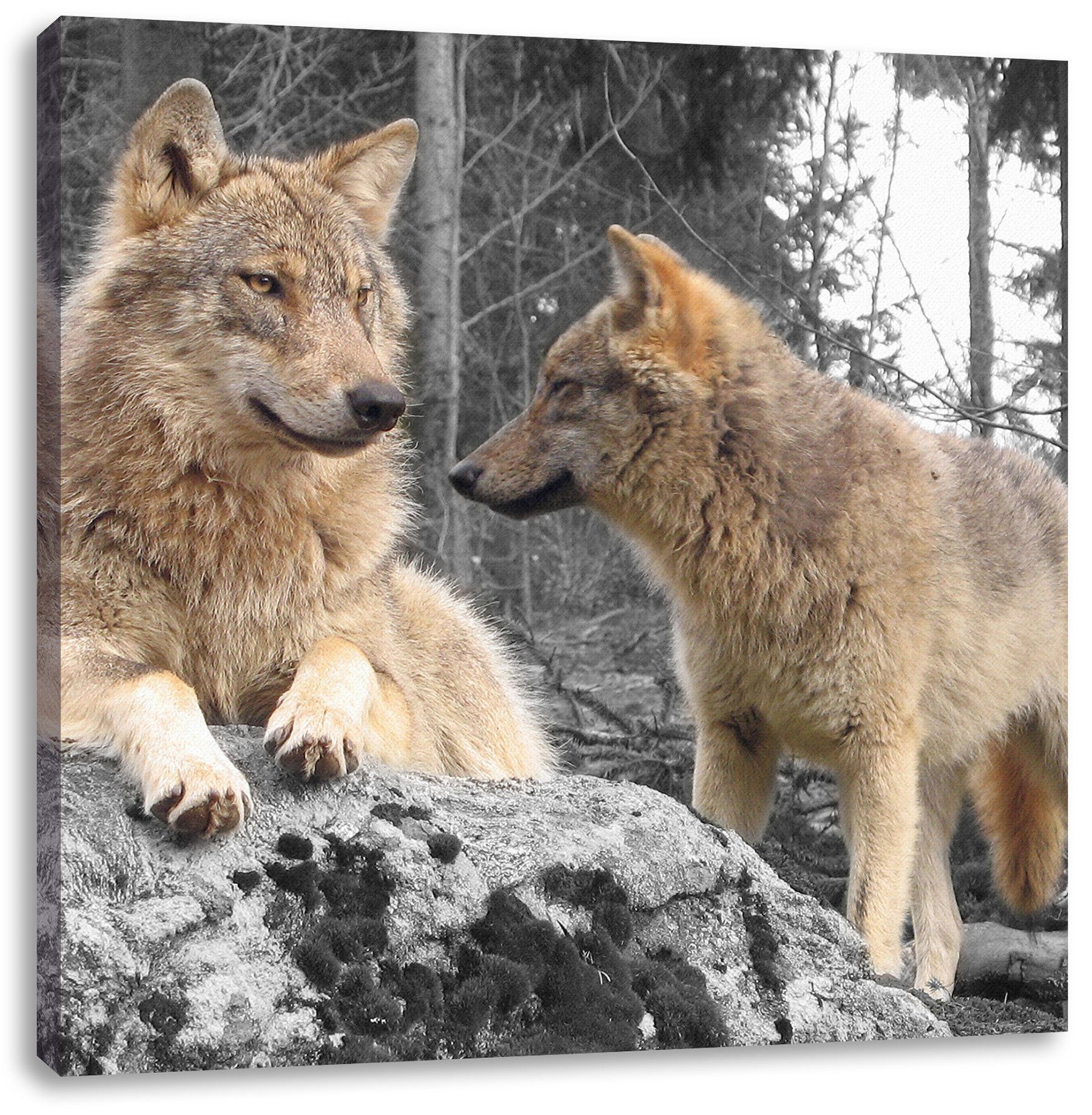 Pixxprint Leinwandbild Wölfe im Wald, Wölfe im Wald (1 St), Leinwandbild fertig bespannt, inkl. Zackenaufhänger