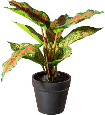 Künstliche Zimmerpflanze Grünpflanzenmifa Sukkulente, Creativ green, Höhe 25 cm