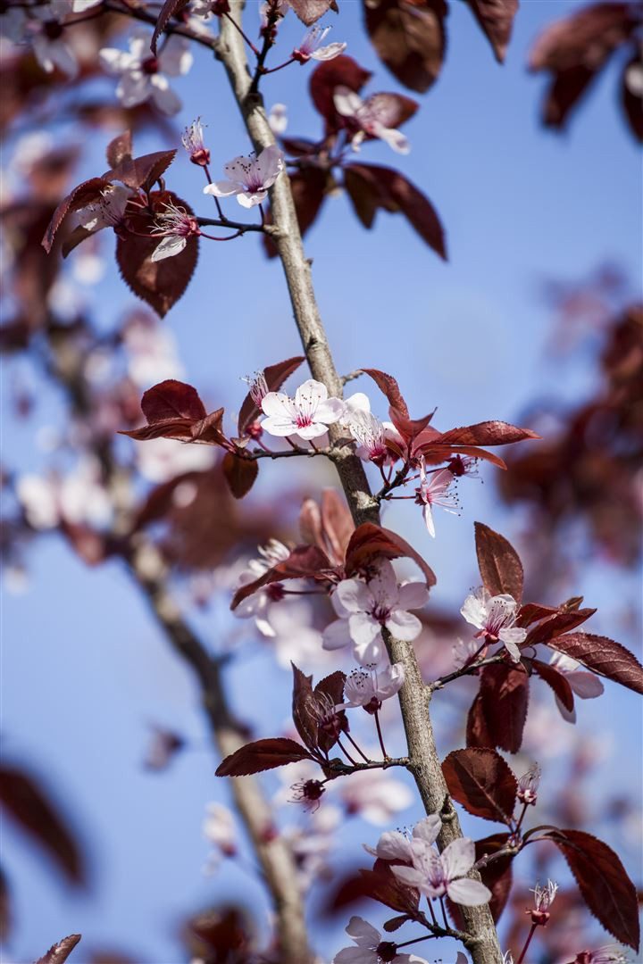 Pflanzen für Dich Gehölze Prunus cerasifera Nigra, 1 St., Blutpflaume, Kirschpflaume