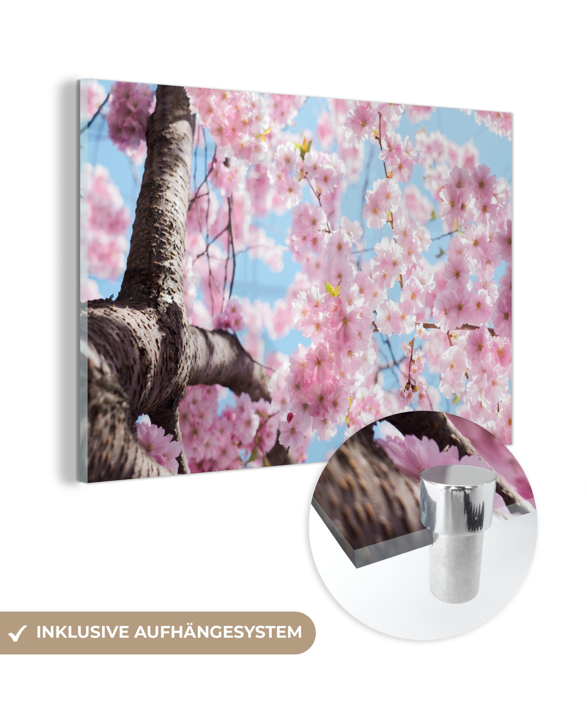 MuchoWow Acrylglasbild Blumen - Sakura - Baum, (1 St), Acrylglasbilder Wohnzimmer & Schlafzimmer
