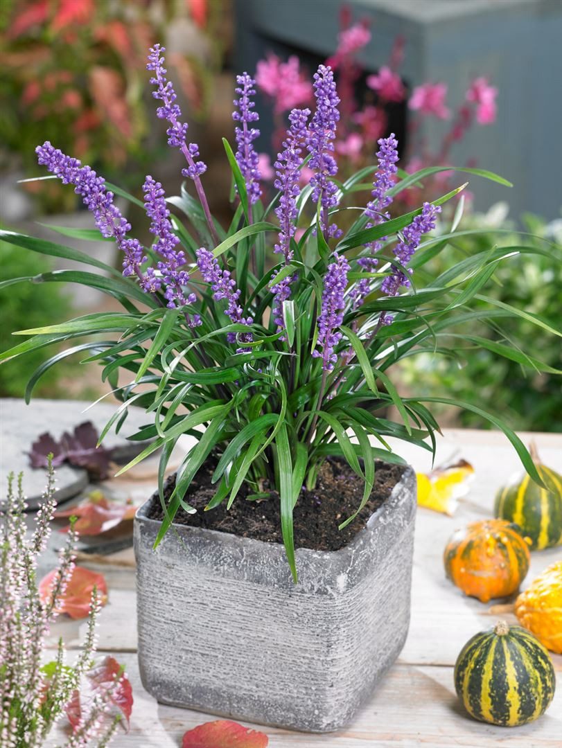 Pflanzen für Dich Staude Liriope muscari Moneymaker, 1 St., Liliengras, Traubenlilie