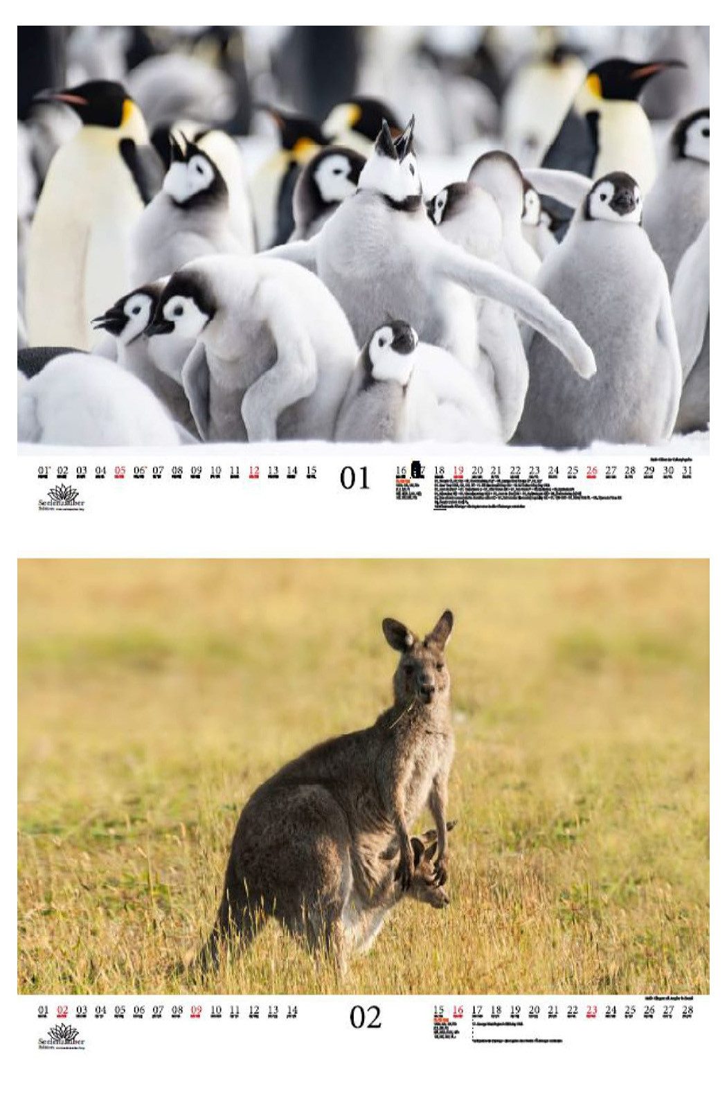Thumbnail - Seelenzauber Wandkalender Tierkinderzauber DIN A3 Kalender für 2025 Tierbabys und Tierkinder