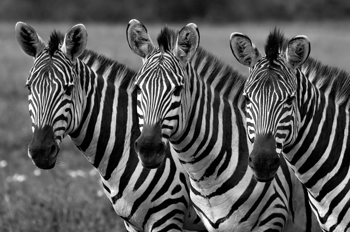 Zebras Papermoon Fototapete & Weiß Schwarz