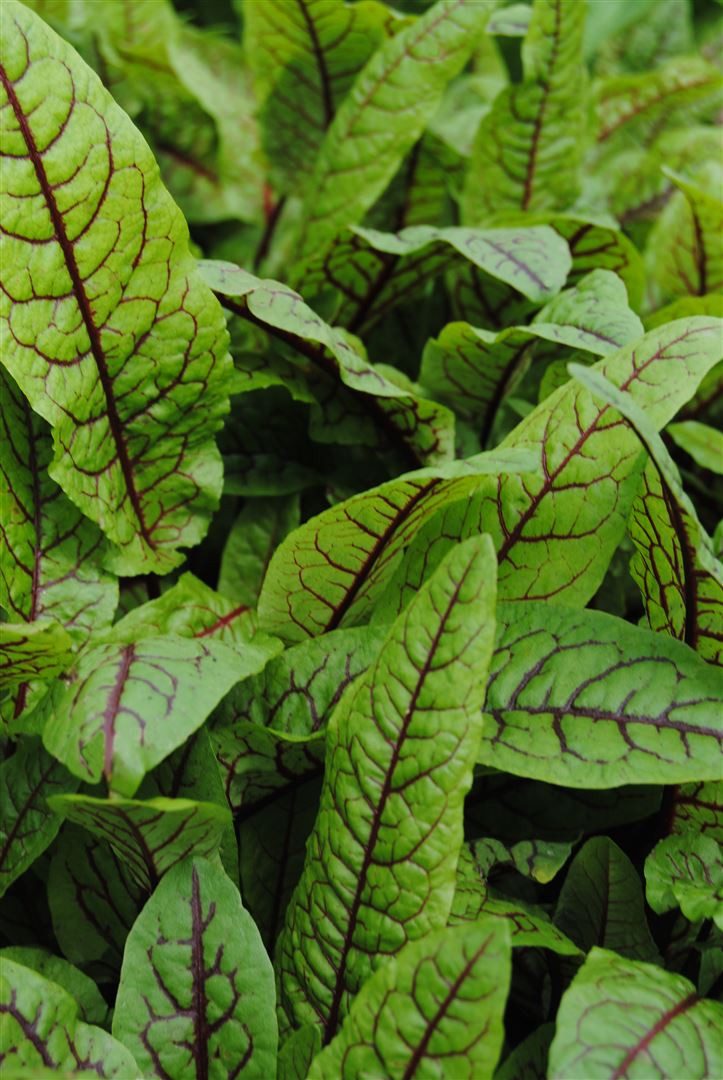 Pflanzen für Dich Staude Rumex sang. var.sanguineus, 1 St., Blut-Ampfer, Blut-Sauerampfer