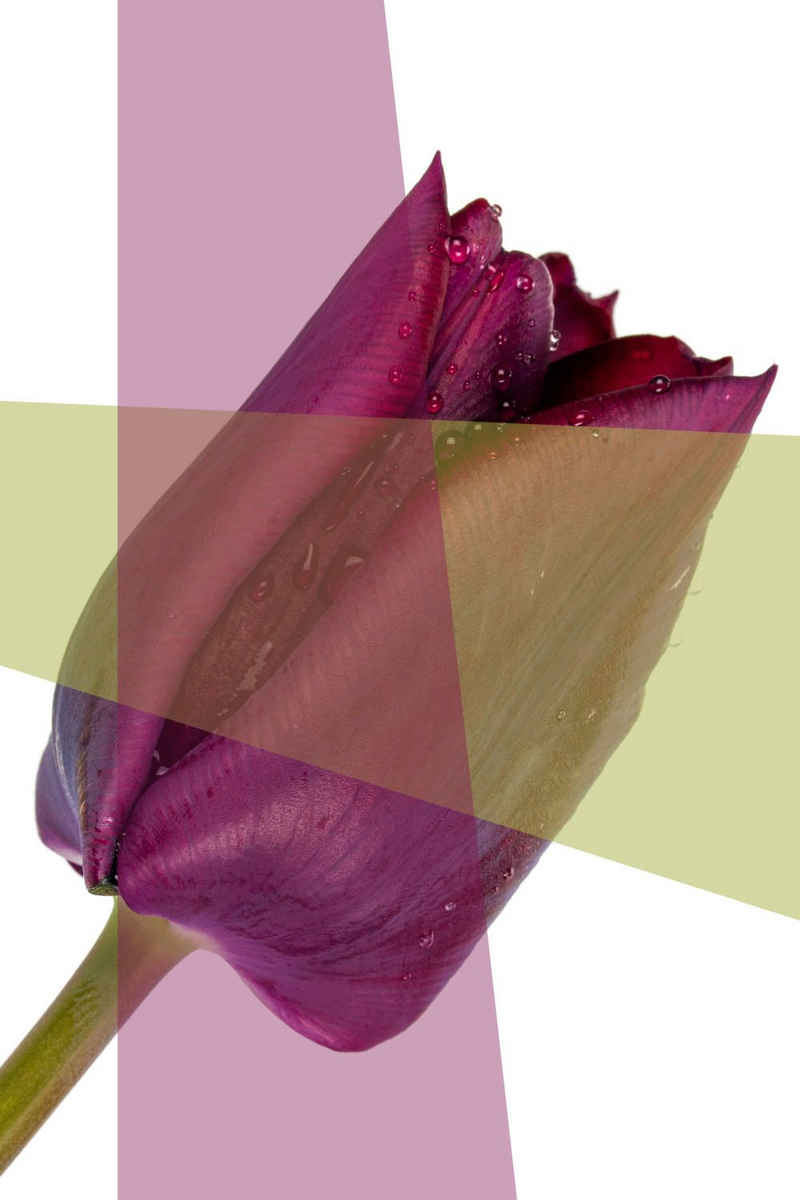 queence Acrylglasbild Blume