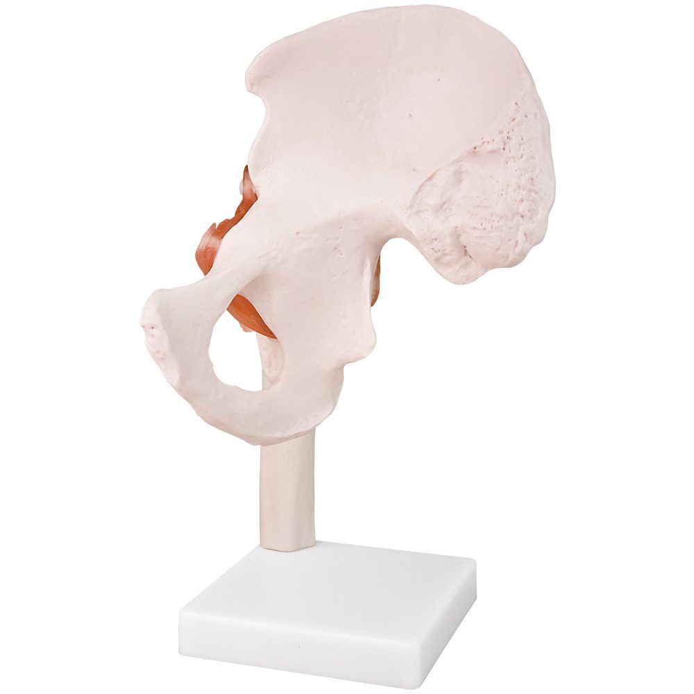 MedMod Dekoobjekt Anatomiemodell Skelett Modell Lebensgroß Anatomisches Modell Hüfte – Bild 4 von 5