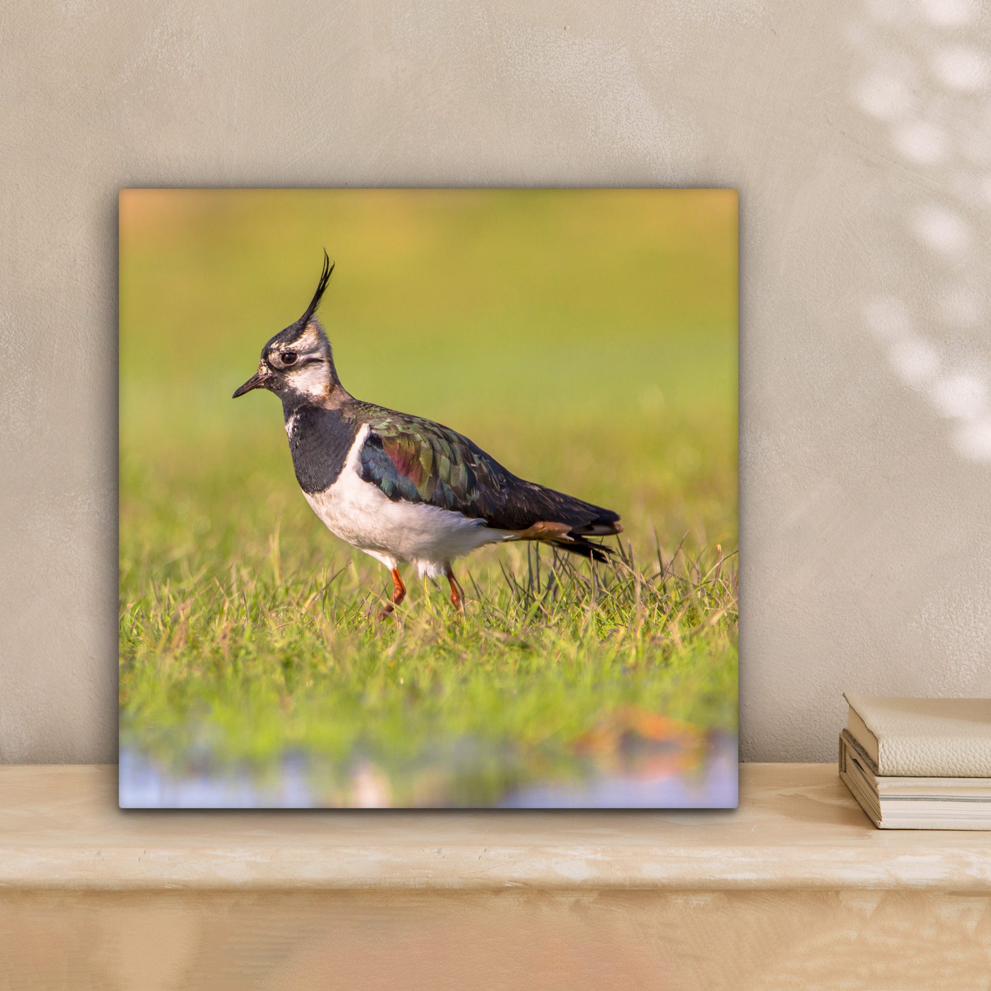 OneMillionCanvasses® Leinwandbild Vogel - Gras - günstig online kaufen