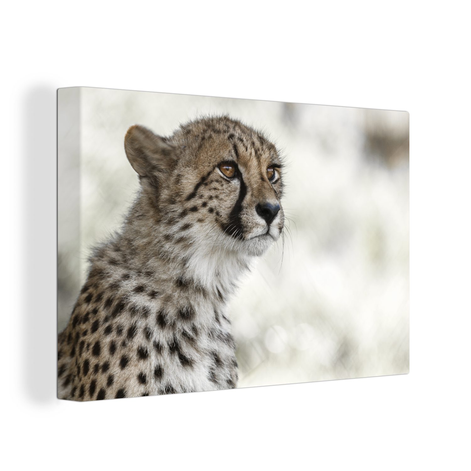 im Wandbild Gepard Junger cm Leinwandbilder, St), Leinwandbild OneMillionCanvasses® Aufhängefertig, 30x20 Schnee, Wanddeko, (1