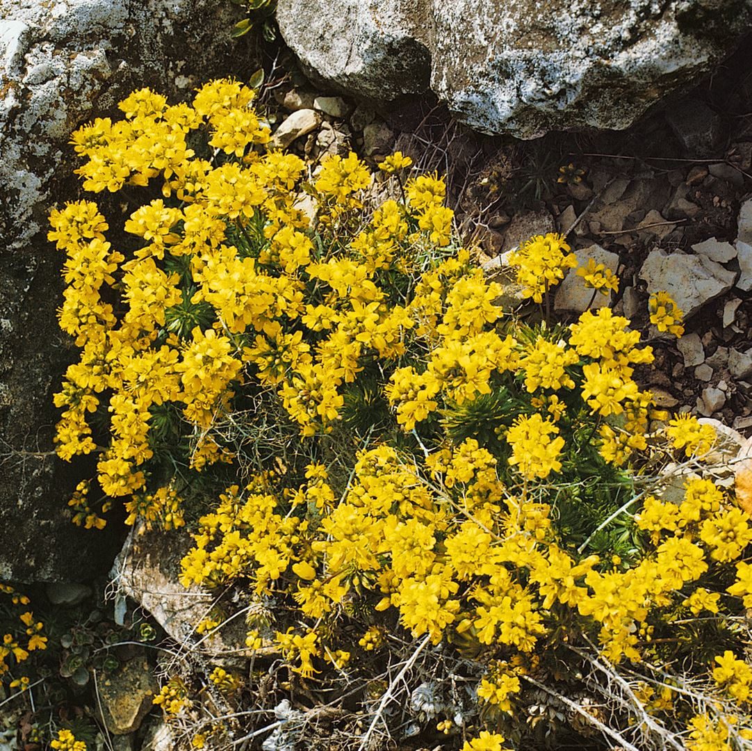 Pflanzen für Dich Staude Draba aizoides, 1 St., Immergrünes Felsenblümchen, Felsenblümchen