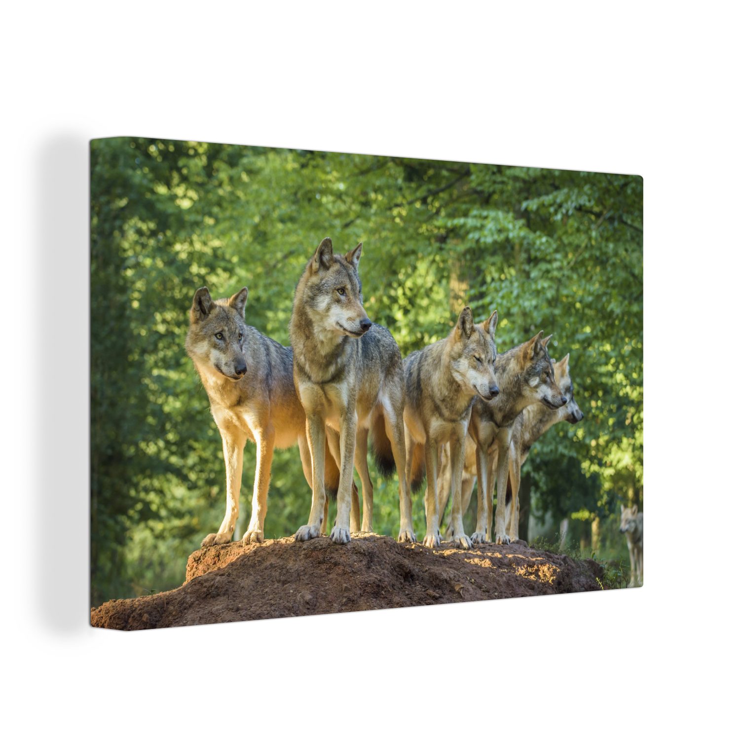 OneMillionCanvasses® Leinwandbild Wolf - Braun - Wald, (1 St), Wandbild Leinwandbilder, Aufhängefertig, Wanddeko, 30x20 cm