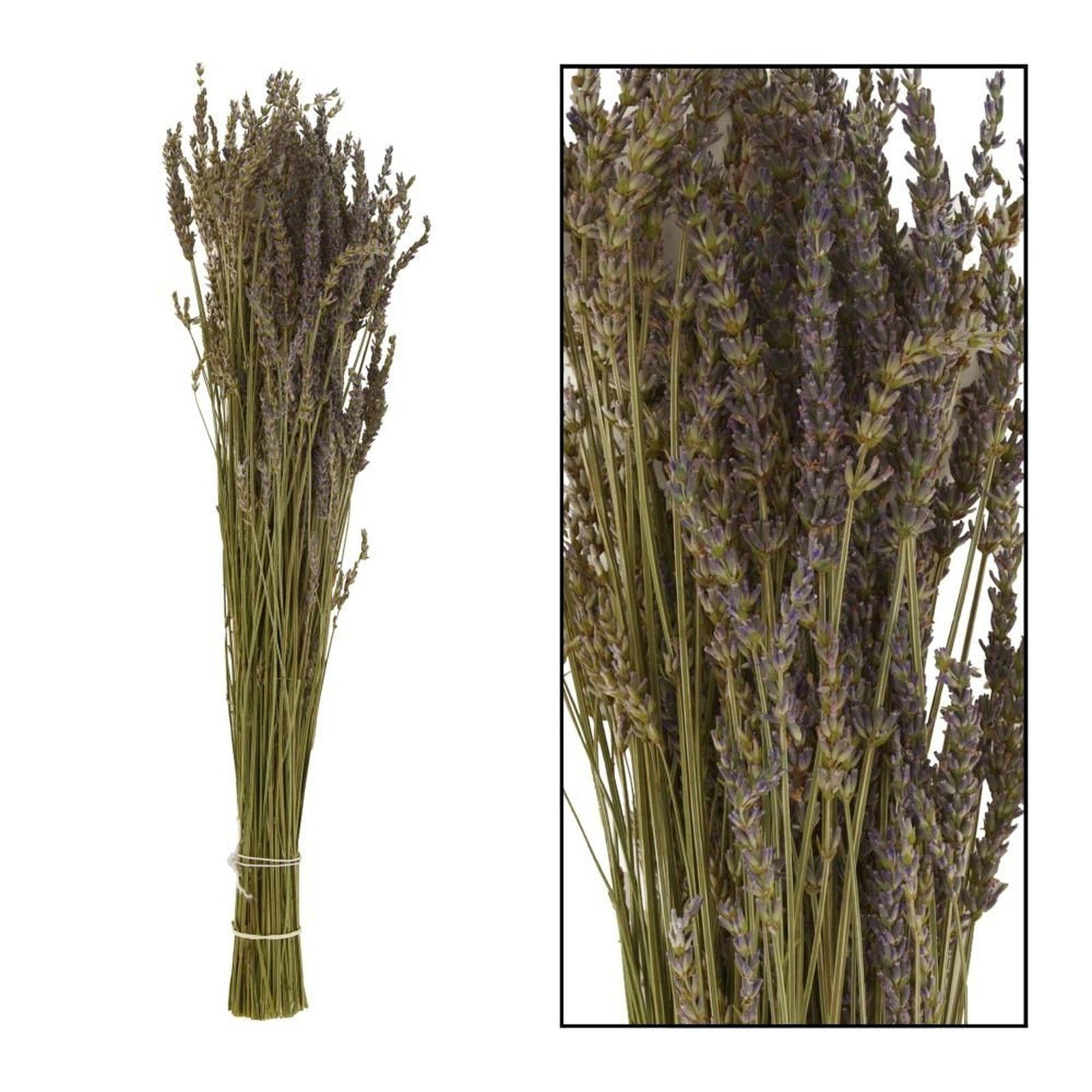 - Lavender - mit Trockenblume DIJK violett - langem - Stiel, Lavandula 38,8 cm Lavendel