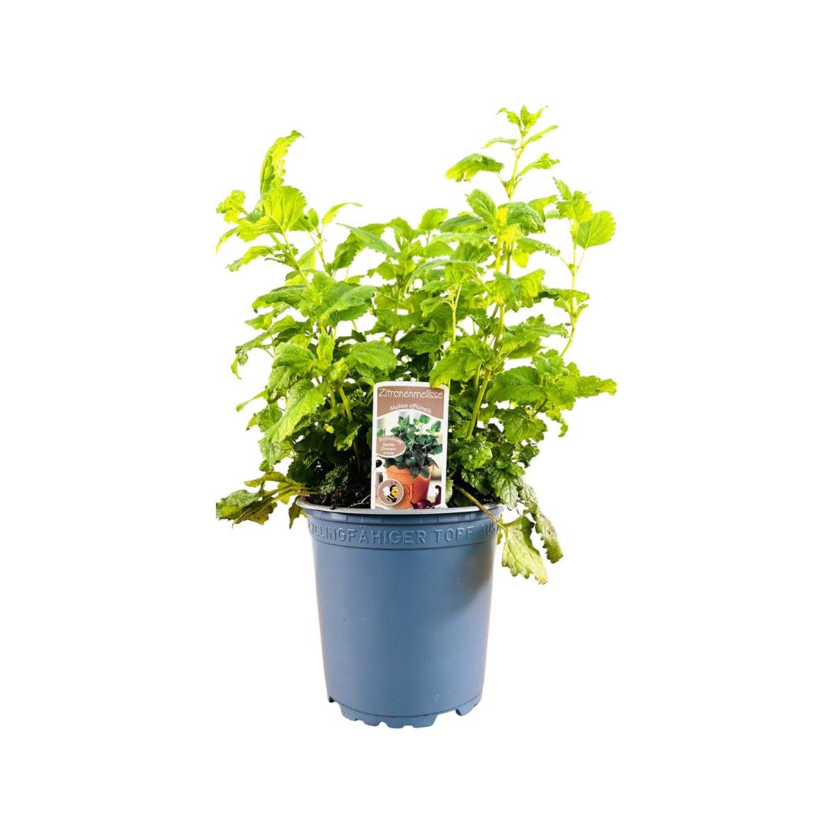 Pflanzen für Dich Staude Melissa officinalis, 1 St., Zitronenmelisse, Melisse