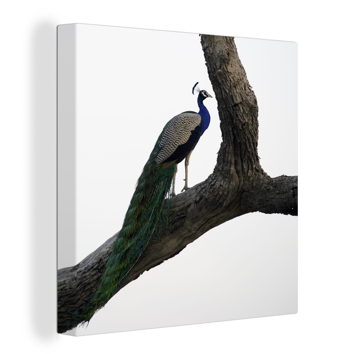OneMillionCanvasses® Leinwandbild Pfau - Baum - Blau, (1 St), Leinwand Bilder für Wohnzimmer Schlafzimmer