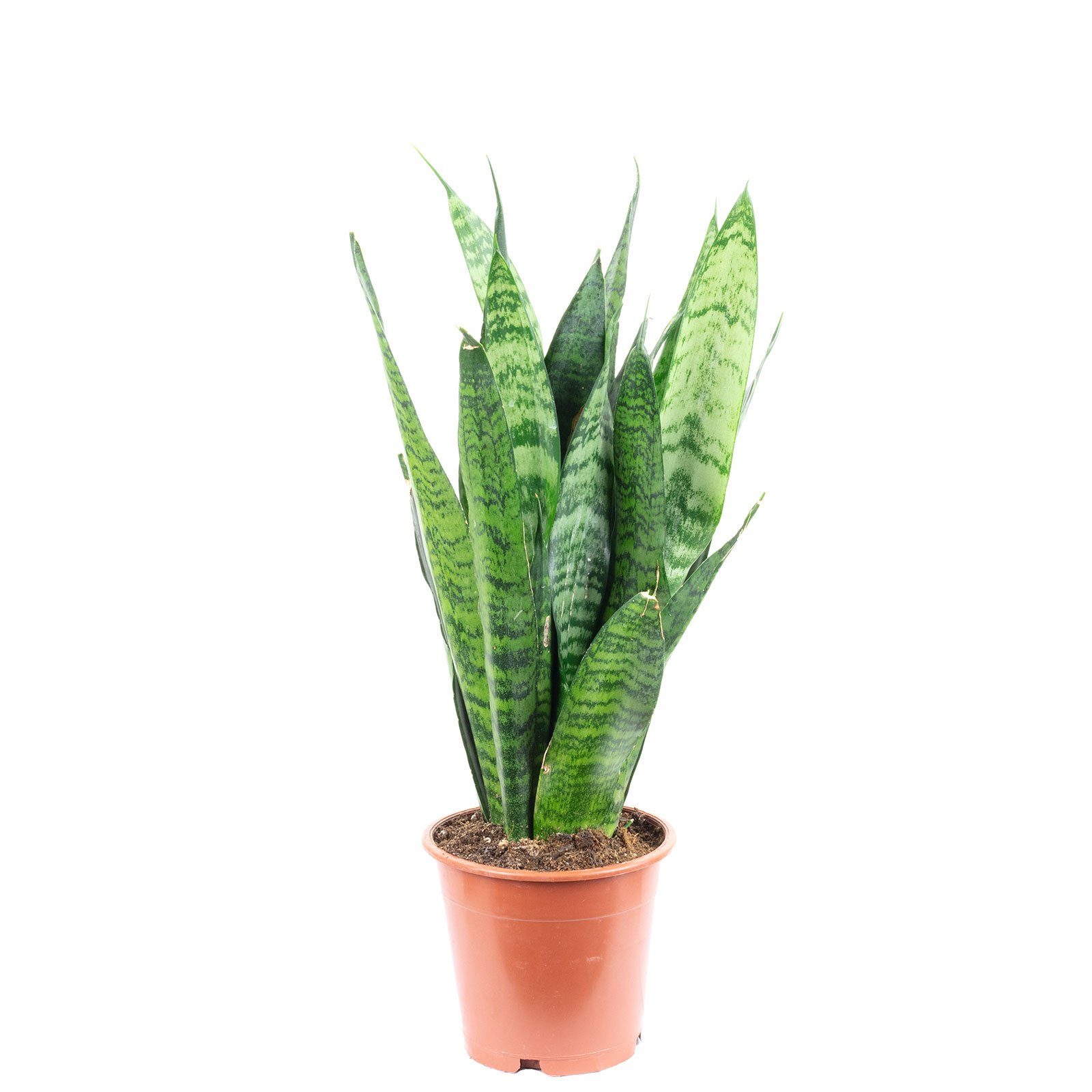 Flowerbox Zimmerpflanze Bogenhanf - Sansevieria trifasciata Black Coral, pflegeleicht - Höhe ca. 35 cm, Topf-Ø 12 cm