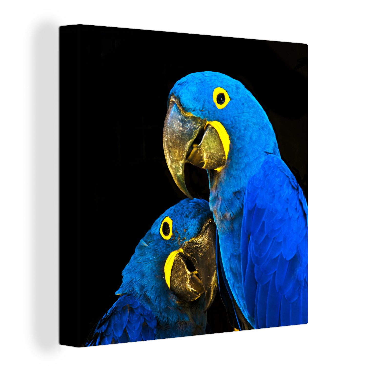OneMillionCanvasses® Leinwandbild Papagei - Vogel - Federn - Blau, (1 St), Leinwand Bilder für Wohnzimmer Schlafzimmer bunt