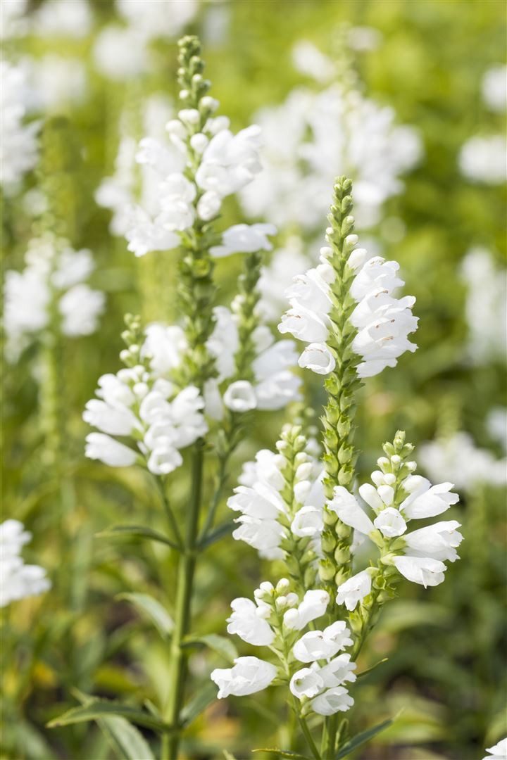 Pflanzen für Dich Staude Physostegia virg. Summer Snow, 1 St., Gelenkblume, Virginische Gelenkblume