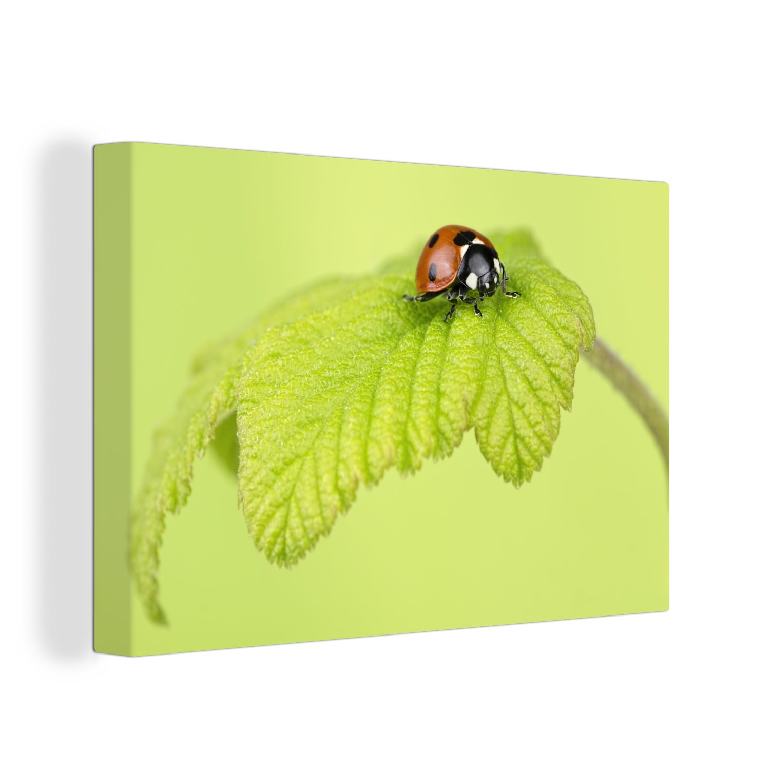OneMillionCanvasses® Leinwandbild Marienkäfer grünes Blatt, (1 St), Wandbild Leinwandbilder, Aufhängefertig, Wanddeko, 30x20 cm