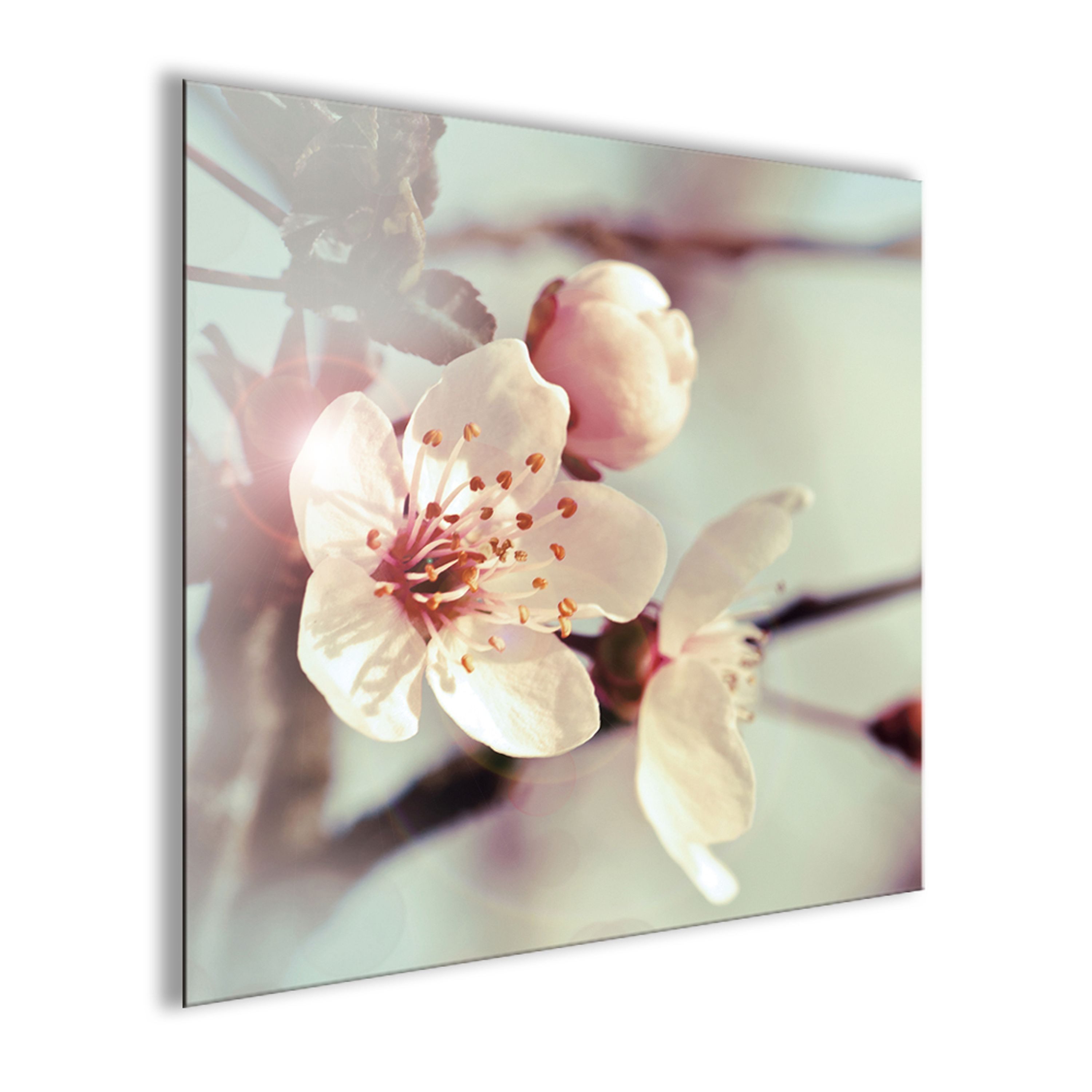 artissimo Glasbild Bild aus Glas 30x30 cm / Wandbild / Blumenbild, Blumen und Blüten: Zarte Kirschblüten in Rosé
