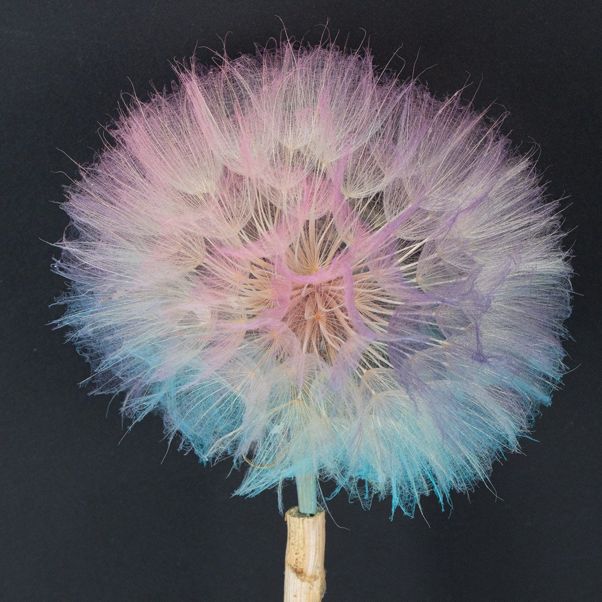 Trockenblume Trockenblumen Deko Pusteblume filigran stabilisiert langlebig, 4 Stück, Florists Products, Höhe 50 cm