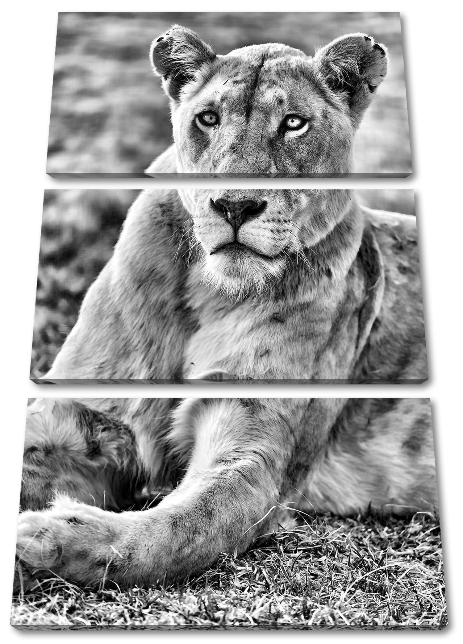 inkl. (1 prächtige Leinwandbild Zackenaufhänger Pixxprint Löwin Löwin, 3Teiler fertig bespannt, St), weiße weiße (120x80cm) Leinwandbild prächtige