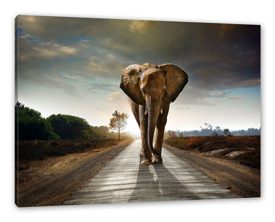 Zackenaufhänger bespannt, St), laufend, Elefant fertig Leinwandbild Straße Elefant laufend Straße auf inkl. (1 Leinwandbild frontal auf Pixxprint frontal
