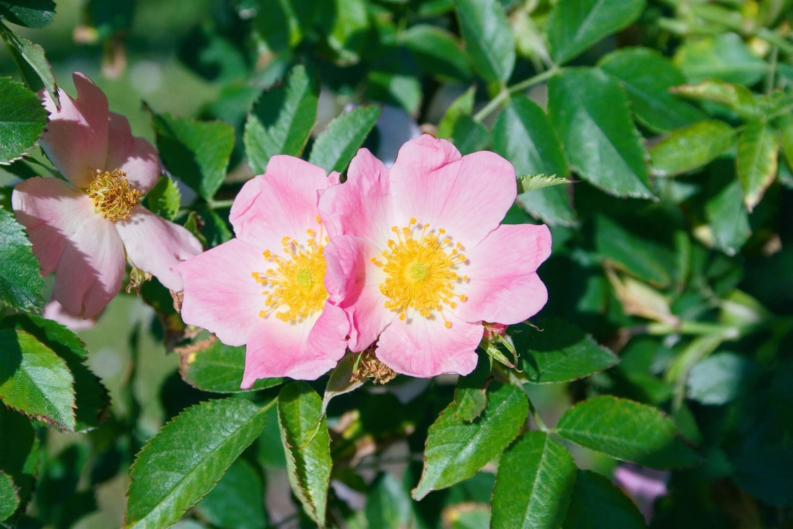 Pflanzen für Dich Rose Rosa rubiginosa
