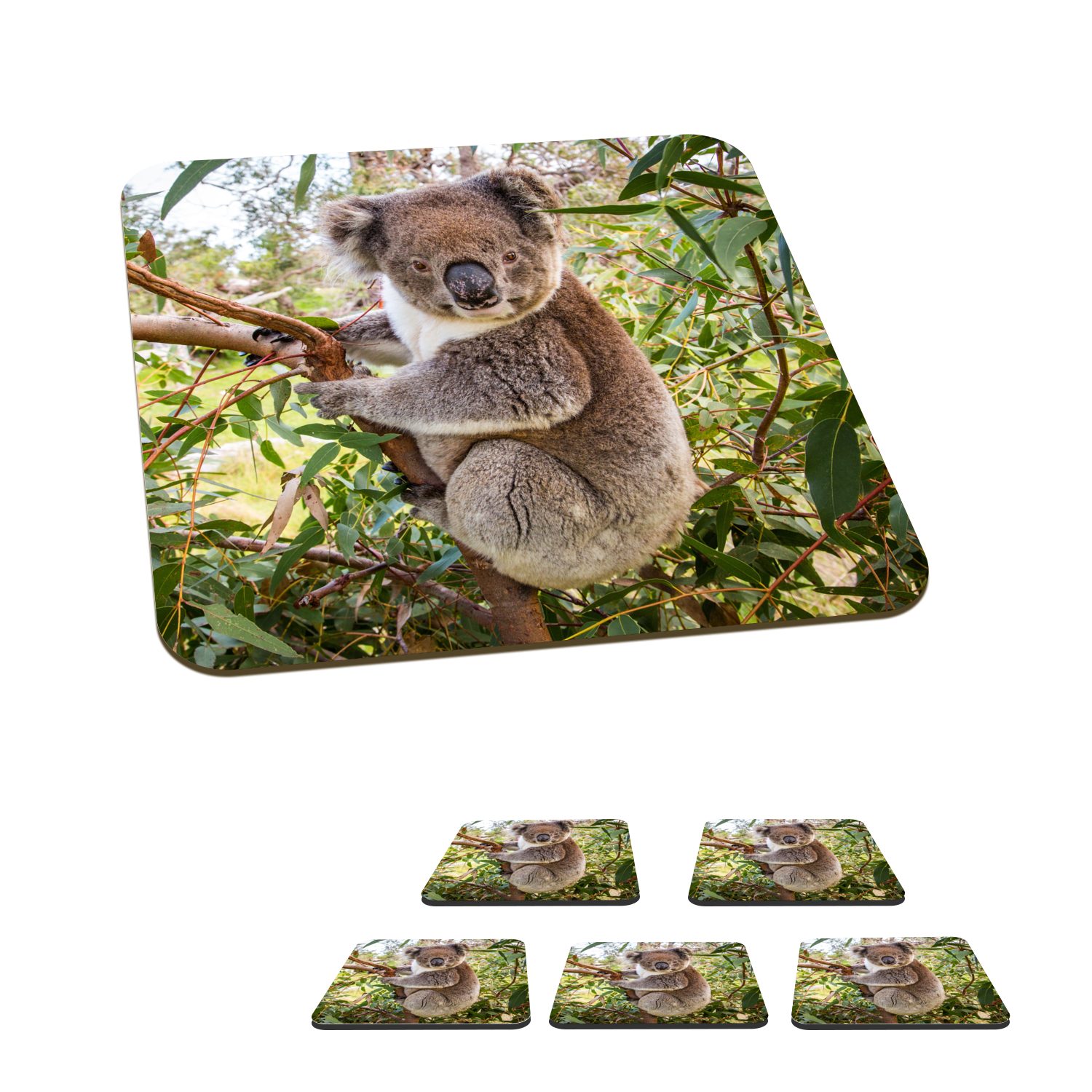 MuchoWow Glasuntersetzer Koala - Baum - Blätter - Kinder - Jungen - Mädchen, Zubehör für Gläser, 6-tlg., Glasuntersetzer, Tischuntersetzer, Korkuntersetzer, Untersetzer, Tasse