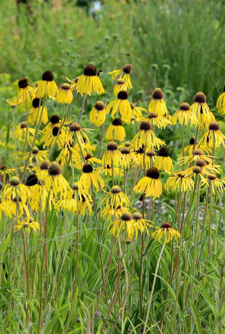 Pflanzen für Dich Staude Echinacea paradoxa, 1 St., Gelber Sonnenhut, Gelber Scheinsonnenhut